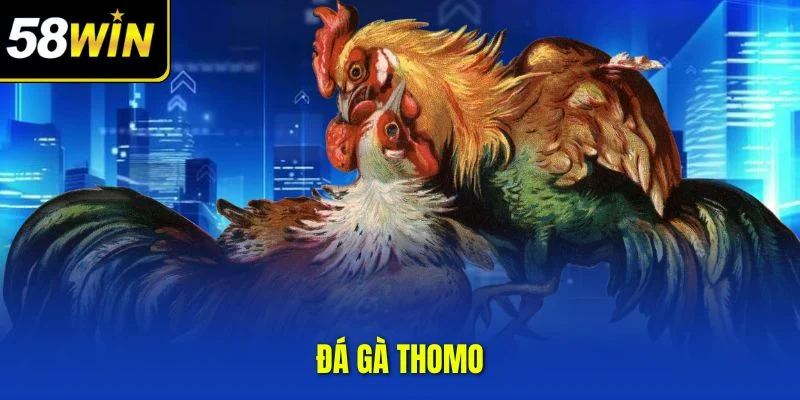 Đá gà Thomo