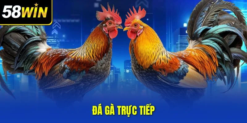 Đá gà trực tiếp